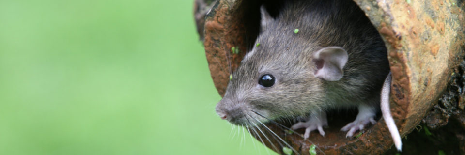 Ratten en Muizen kunnen voor veel overlast zorgen.
